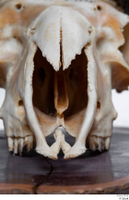  Skull Mouflon Ovis orientalis head skull 0002.jpg